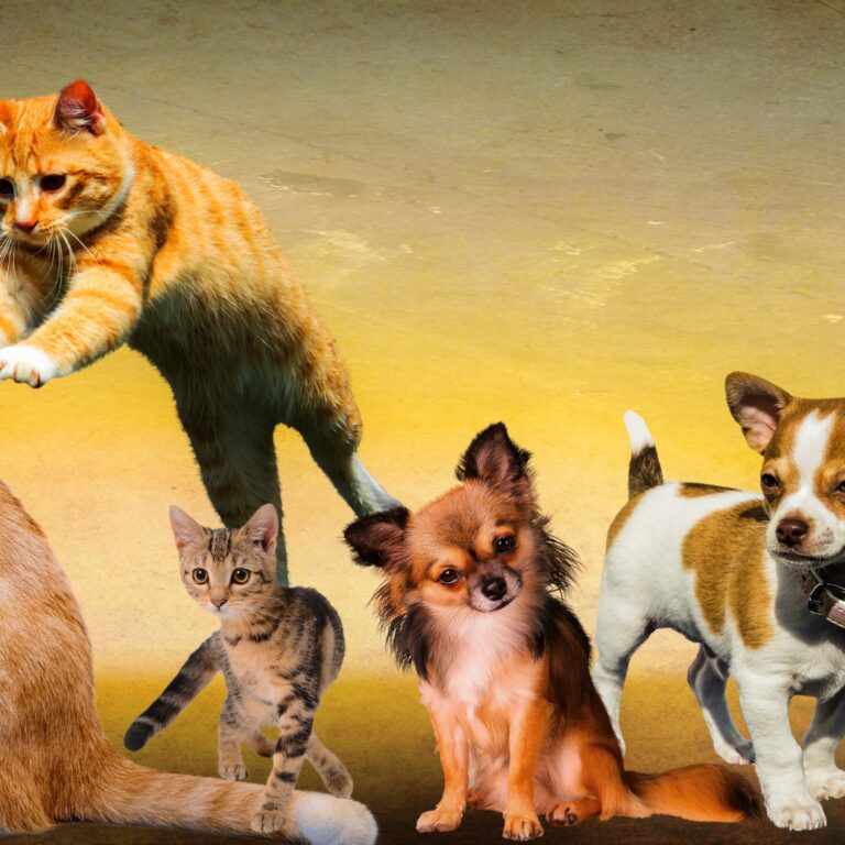Animal Energy Healing: A Masterclass