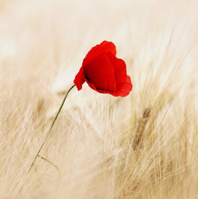 Inviting the Wisdom of Death Into Life