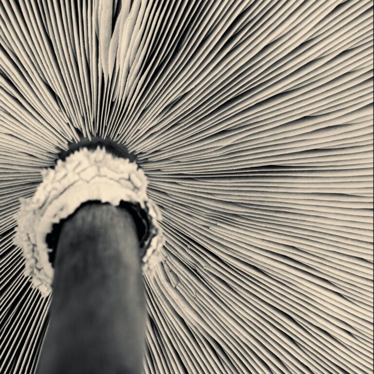 End of Life Existential Distress and Psychedelic Mystical Experience As An Effective Treatment